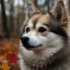 Discovering the Unique Personality Traits of Pitbull Pomsky Mixes