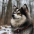 Pomsky Breeders in Kansas