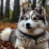 The Ultimate Guide to Understanding Pomsky Prices