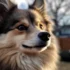 Registered Pomsky Breeders: Your Guide to Finding the Perfect Pomsky Companion