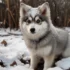 Peninsula Pomskies: High-quality and Healthy Pomsky Puppies for Sale