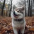 Pomsky Panda: A Guide to Understanding This Adorable Pomsky Mix