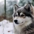 Kansas City Pomskies: Finding the Perfect Furry Companion