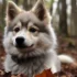 Affordable Pomskies under $1000: Where to Find Your Perfect Companion