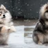 Fluffy Micro Pomskies: Everything You Need to Know About This Adorable Breed
