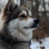 Pomsky Breeders in Rochester NY