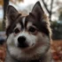 Australian Shepherd vs Pomsky: Which One Makes a Better Family Pet?