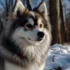 Dealing with an Ugly Pomsky: Tips and Tricks for Improving Appearance