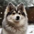 Mini Pomskies For Sale: Finding Your Perfect Miniature Companion