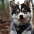 Pomsky Litter Size: Understanding the Average Number of Puppies in a Pomsky Litter