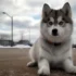 Pikes Peak Pomskies: The Ultimate Guide to Pomsky Breeding Standards