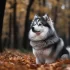 Race de chien Pomsky : Tout ce qu’il faut savoir sur cette nouvelle race hybride