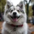 Northwest Pomskies: Finding Your Perfect Furry Companion