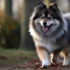 Pomsky Training