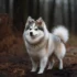 Best Pomsky Puppy Food: What To Feed Your New Furry Friend