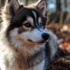 Pomsky Rescue Near Me: Tips For Finding Your Perfect Furry Companion