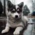 Full Grown Teacup Pomsky: Understanding Size And Appearance