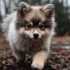Fluffy Pomskies: Learn About Their Personality Traits And Appearance