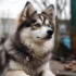 Buy Pomsky Online: Tips For Finding A Reputable Breeder