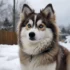 F2 Pomsky Full Grown: Understanding The Size And Appearance Of These Adorable Dogs