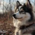 Rose Peek Pomsky: The Adorable Breed With A Unique Twist