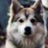 Lavender Pomskies: Understanding This Rare Breed