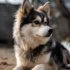 Mini Pomskies: Everything You Need To Know About This Adorable Miniature Mix