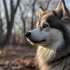 Do Pomskies Grow? Understanding the Size and Appearance of this Popular Designer Breed