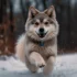 Discover The Unique Qualities Of Alaskan Klee Kai Pomskies