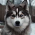 F3 Pomsky Price: How Much Does This Hybrid Dog Cost?