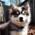 Pomsky Haircut Styles: Top Grooming Tips For Your Adorable Pomsky