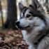 Pomsky: Everything You Need to Know About This Adorable Dog Breed