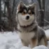 Pomsky White: What You Need To Know About This Adorable Breed