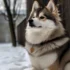 Teacup Pomsky Full Grown: Understanding Size And Appearance