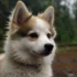 Pomskies For Sale In Indiana