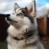 Orange Pomsky: A Guide To This Adorable Mix Breed