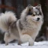 Pomsky Price Range: How Much Should You Expect To Pay For A Pomsky?