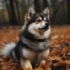 Exploring The Traits And Characteristics Of 2nd Generation Pomskies