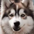 Halloween Safety Tips for Pomskies