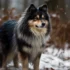 Where To Find Large Pomskies For Sale