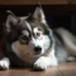 FAQs about Teacup Pomsky Puppies for Sale Near Me