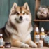 How to Care for a Pomsky After Surgery