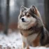 Discover the Adorable Pomsky Breed on Animal Planet: Size, Appearance, and Personality Traits