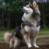 American Eskimo Pomsky Mix: The Ultimate Guide To Understanding This Adorable Breed