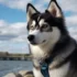 Understanding Pomsky Personality: Traits And Characteristics