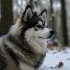FAQs about Bernedoodle Pomsky