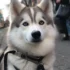 Pomsky Poodle Mix For Sale: Your Guide To Finding The Perfect Pomsky Companion