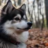 Pomsky: Everything You Need to Know About This Adorable Dog Breed