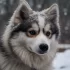 East Texas Pomskies and Doodles: High-Quality Pomsky Breeder