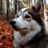 Elevage Pomsky France: Raising Healthy and Happy Pomskies